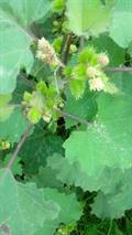 Xanthium strumarium